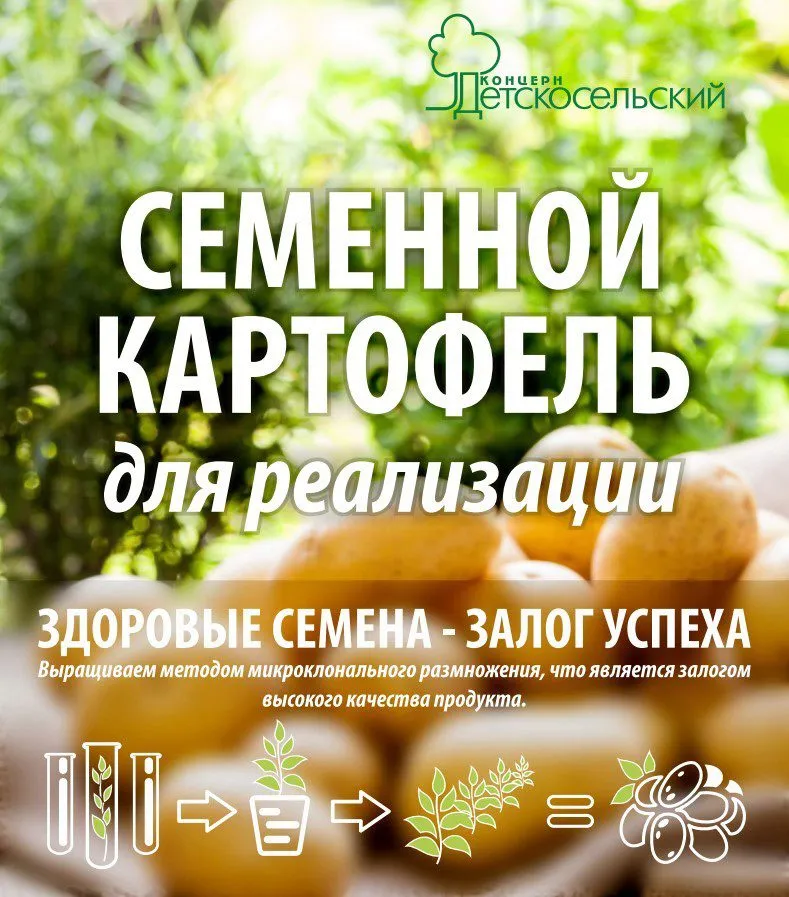 семенной картофель для реализации в Чебоксарах