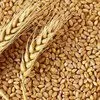 птицефабрика закупаем пшеницу фураж в Чебоксарах