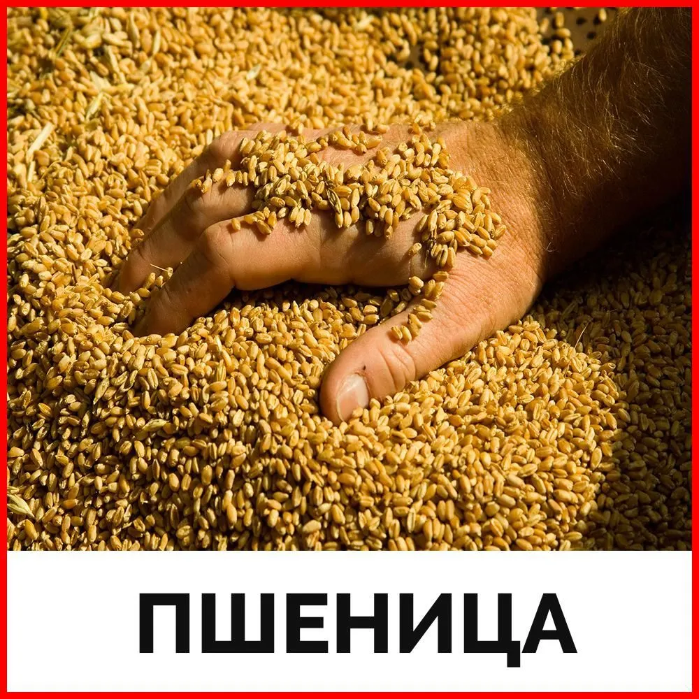 фотография продукта Пшеница. Клейковина 22%...руб./кг.