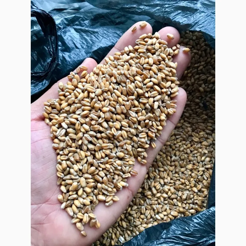 пшеница Фураж в Чебоксарах