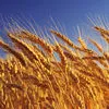 пшеница,ячмень,овес,кукуруза,овес,жмых в Чебоксарах