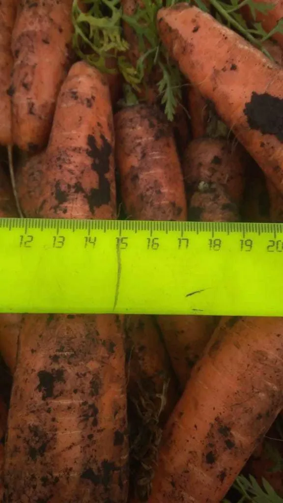 картофель, морковь, свекла в Канаше 2